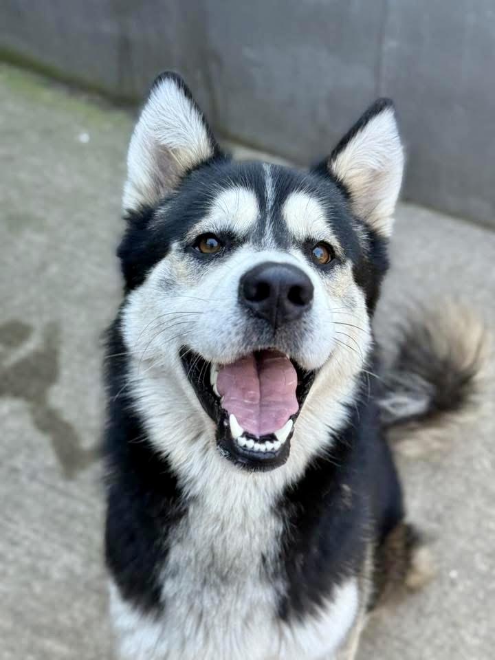 Ottawa, a ADOPTABLE Alaskan Malamute in Chicago, IL image 4/5