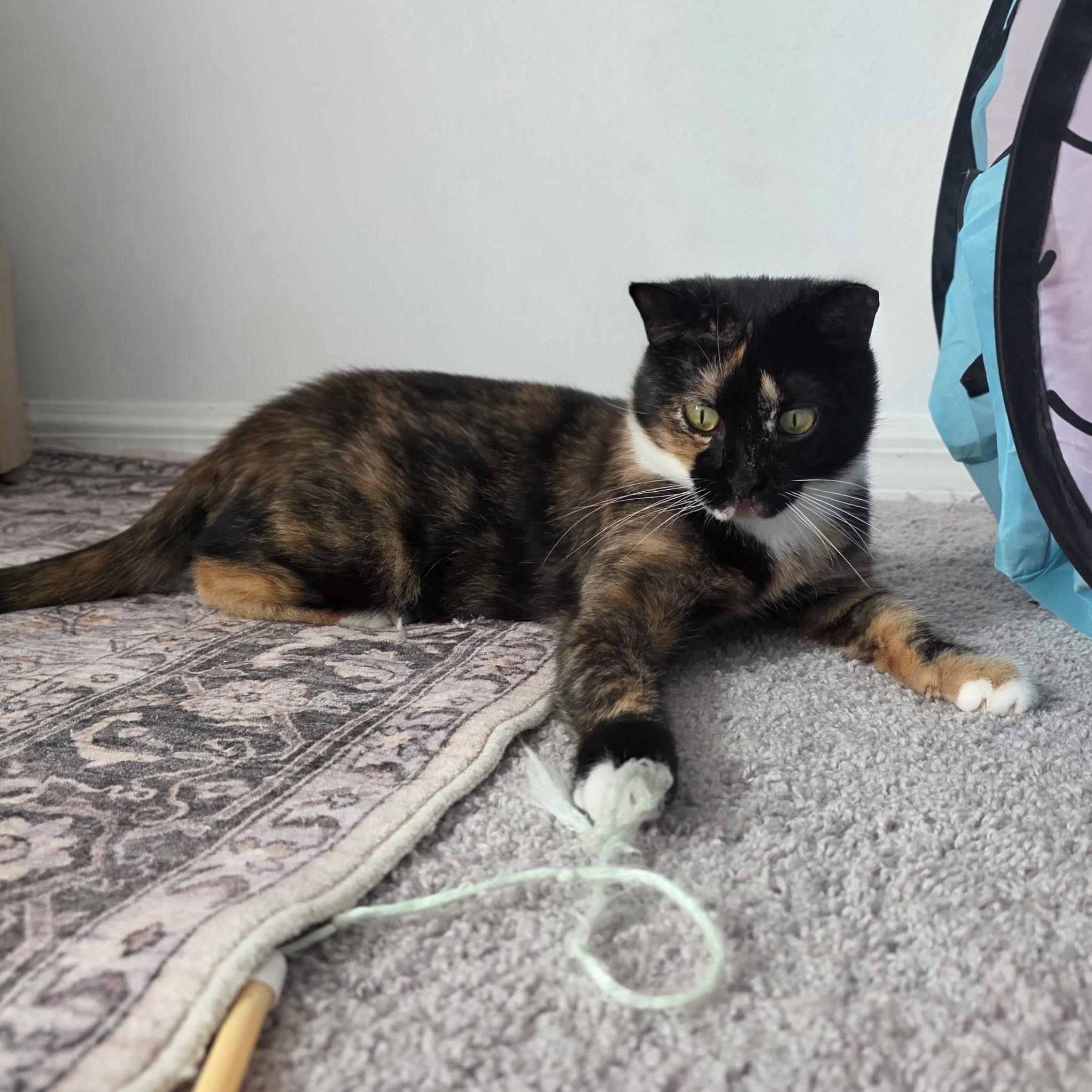 Enlarge Lips, a Adoptable Domestic Short Hair in Tampa, FL image 2/2