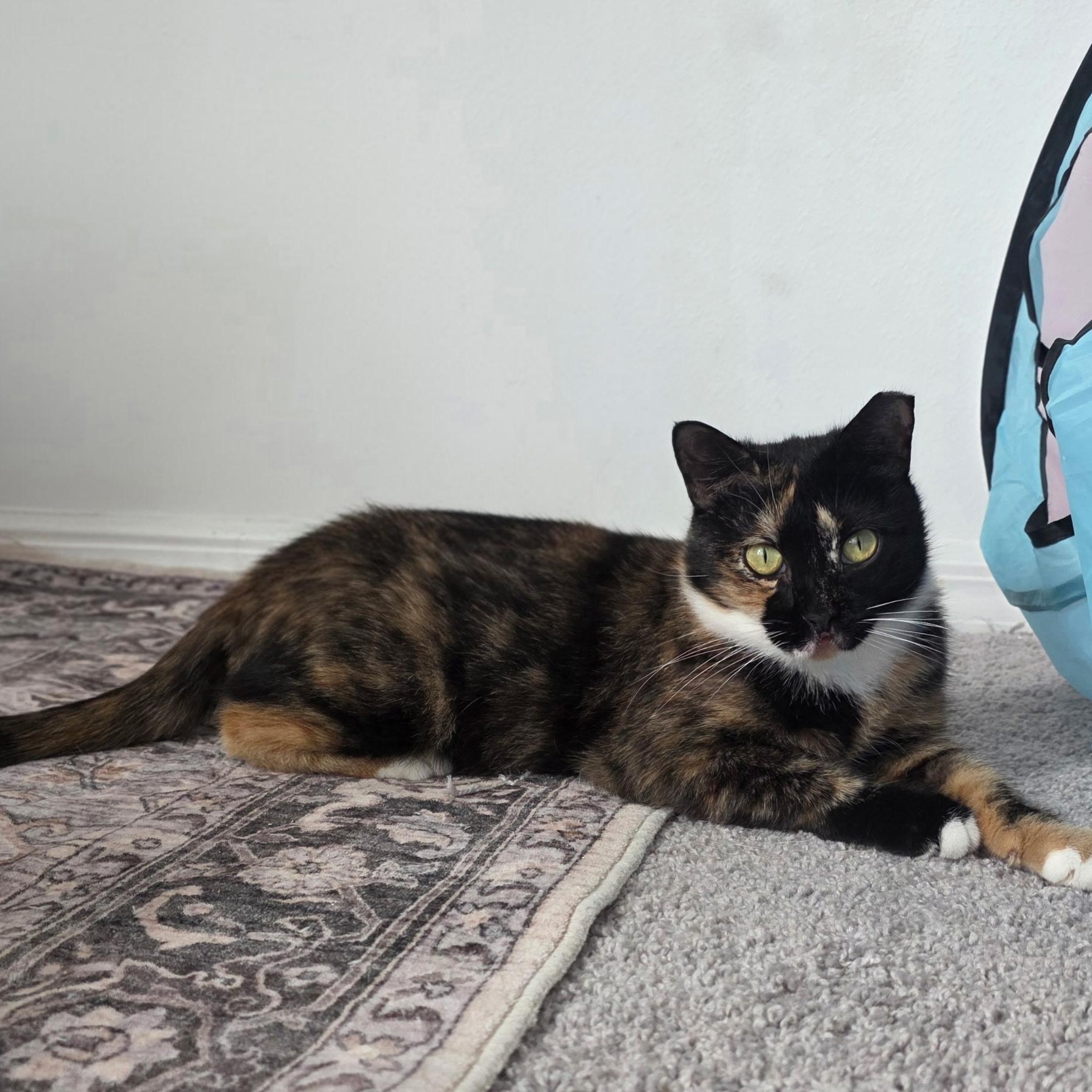 Lips, Adoptable, Young Female Domestic Short Hair.