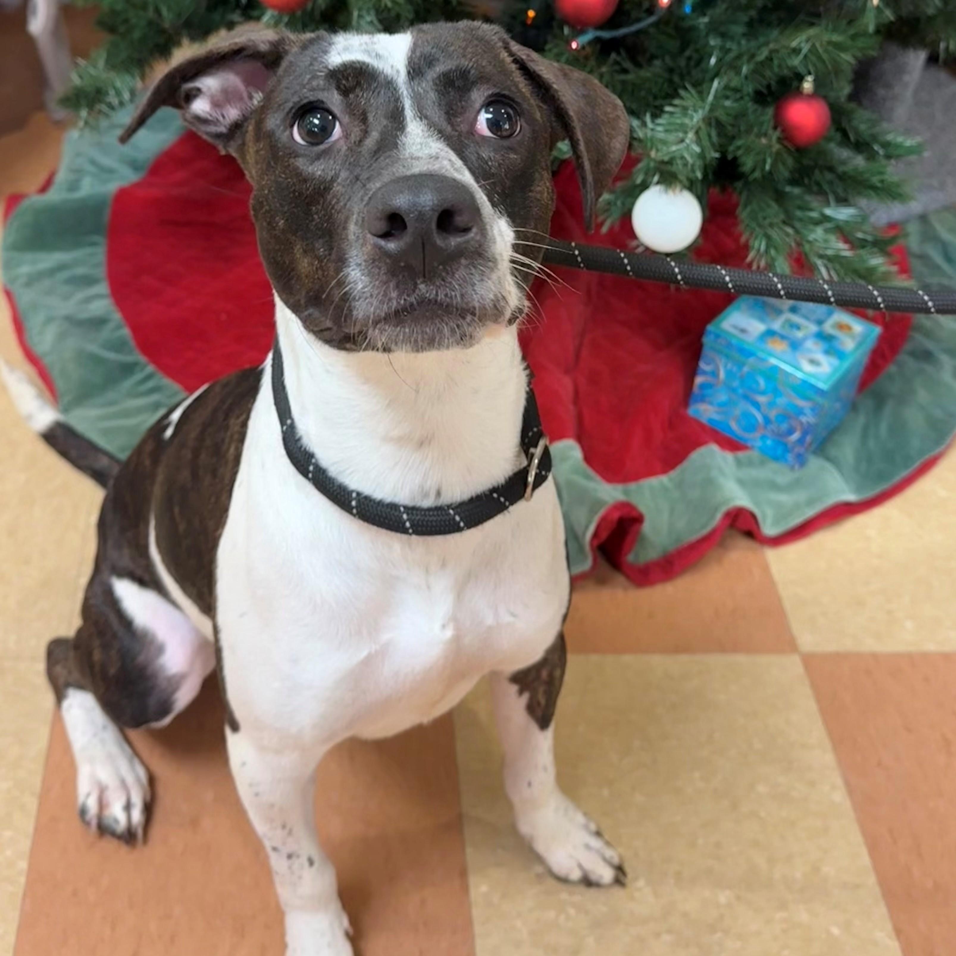 Lena, adoptable, Adult Female Foxhound & Terrier.