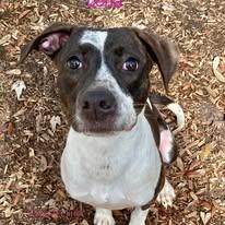 Enlarge Lena, an adoptable mixed breed in St. Augustine, FL image 2/3