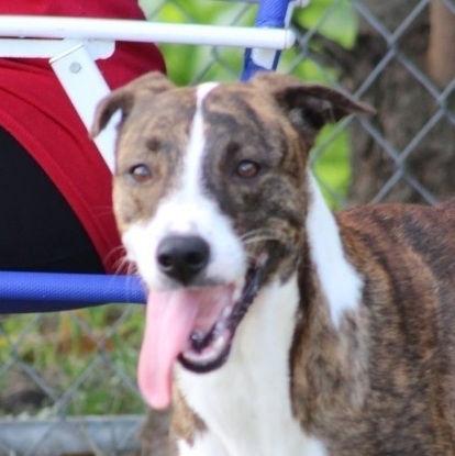 Enlarge Mary, a Adoptable Greyhound in Baltimore, MD image 1/6