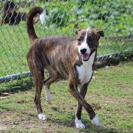 Enlarge Mary, a Adoptable Greyhound in Baltimore, MD image 3/6