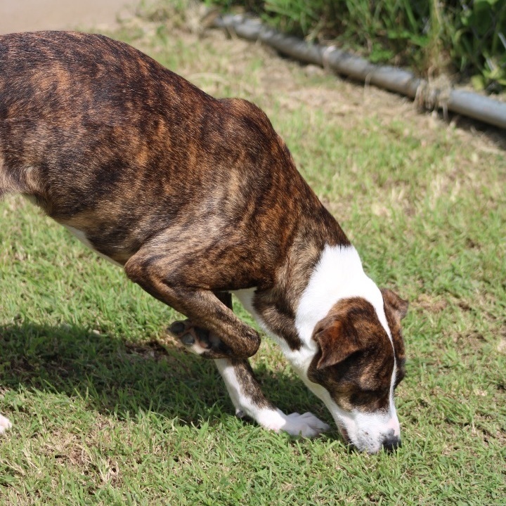 Enlarge Mary, a Adoptable Greyhound in Baltimore, MD image 4/6