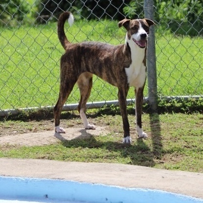 Enlarge Mary, a Adoptable Greyhound in Baltimore, MD image 5/6