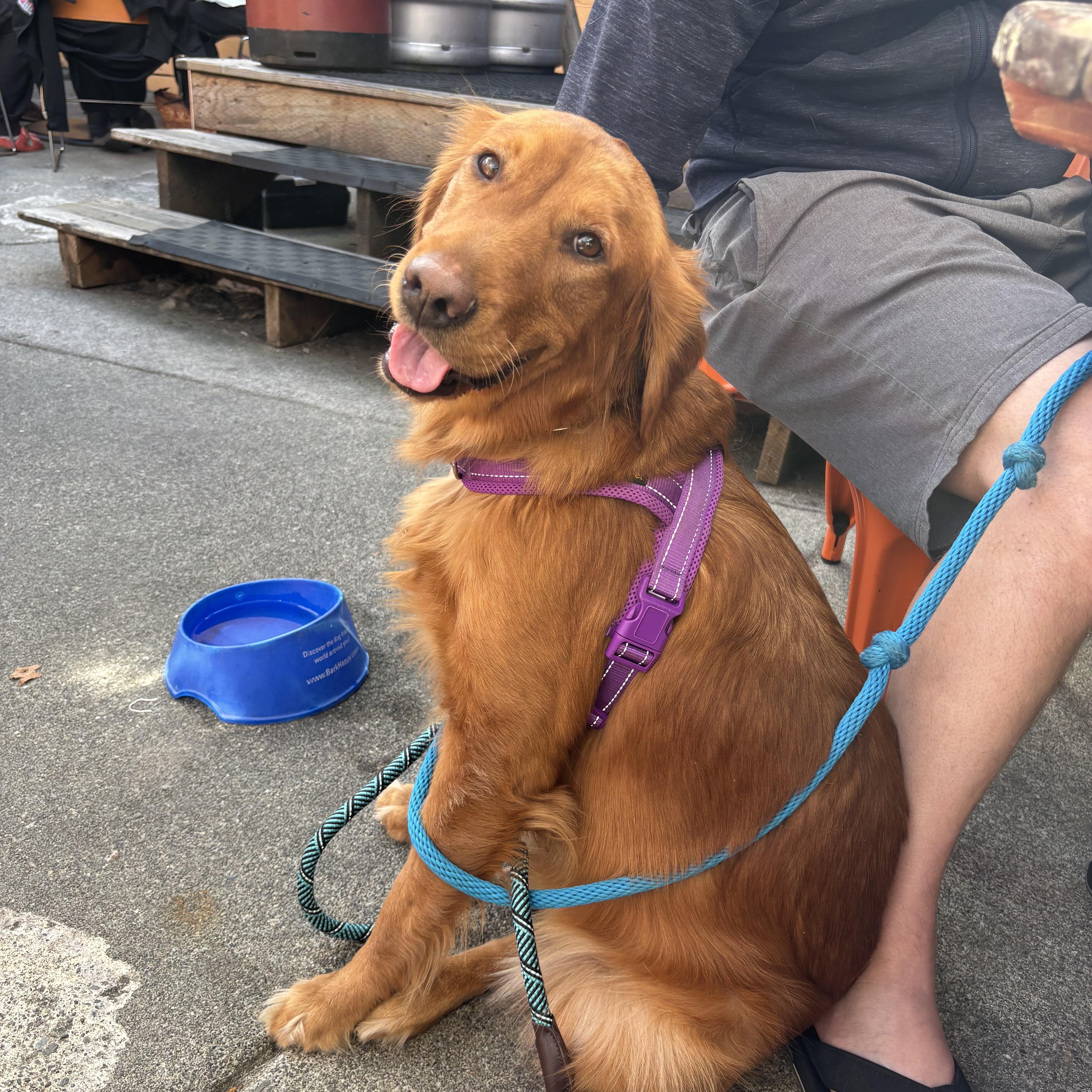 Izzy The Golden thumbnail 2