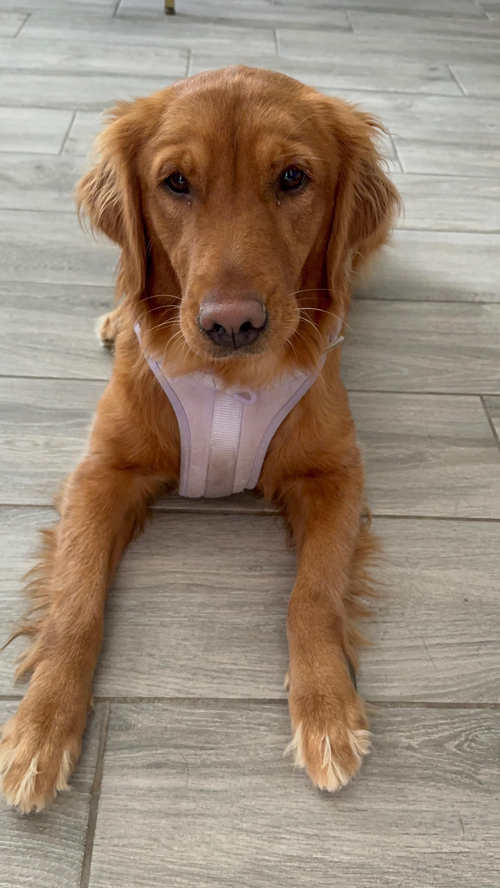Izzy The Golden