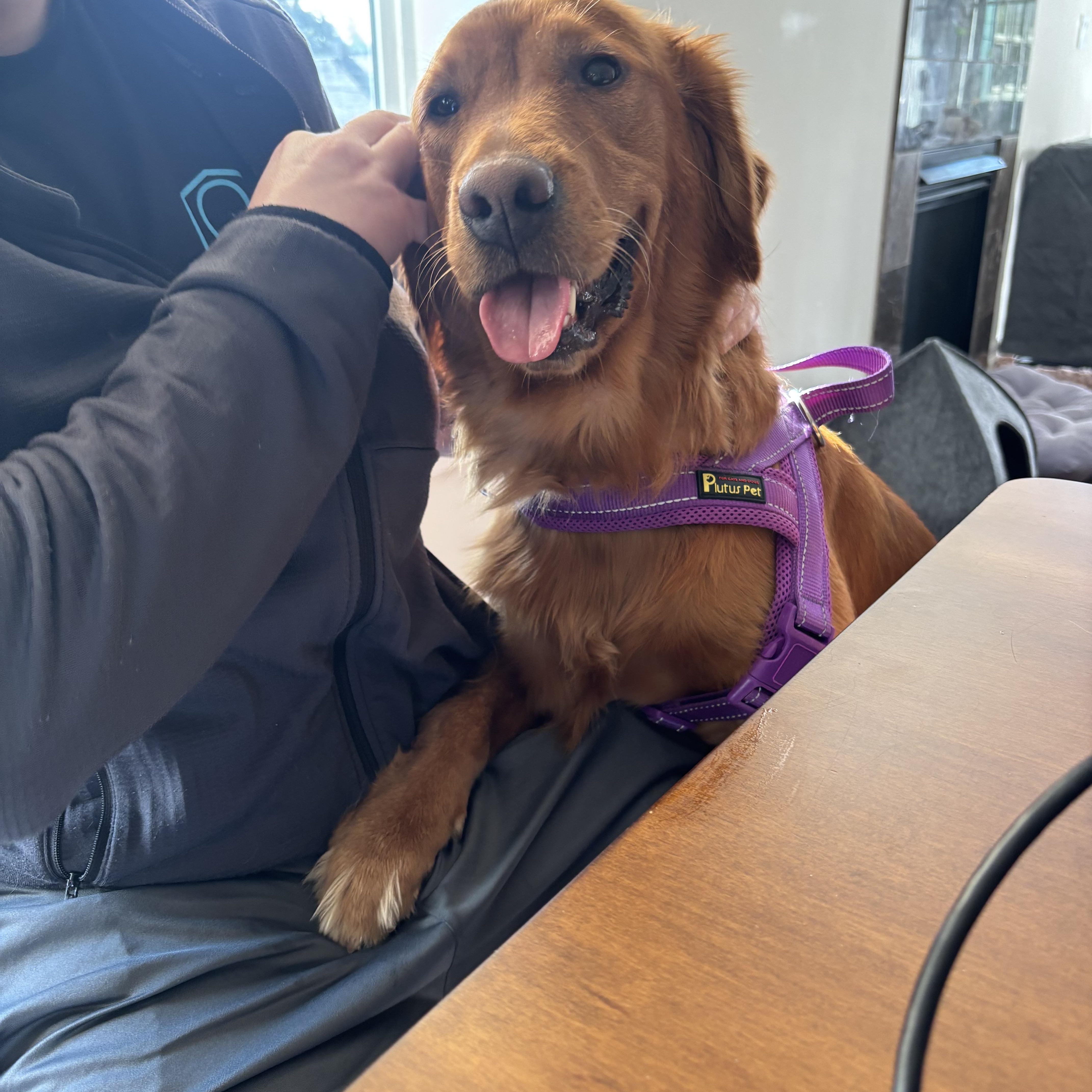 Izzy The Golden thumbnail 3