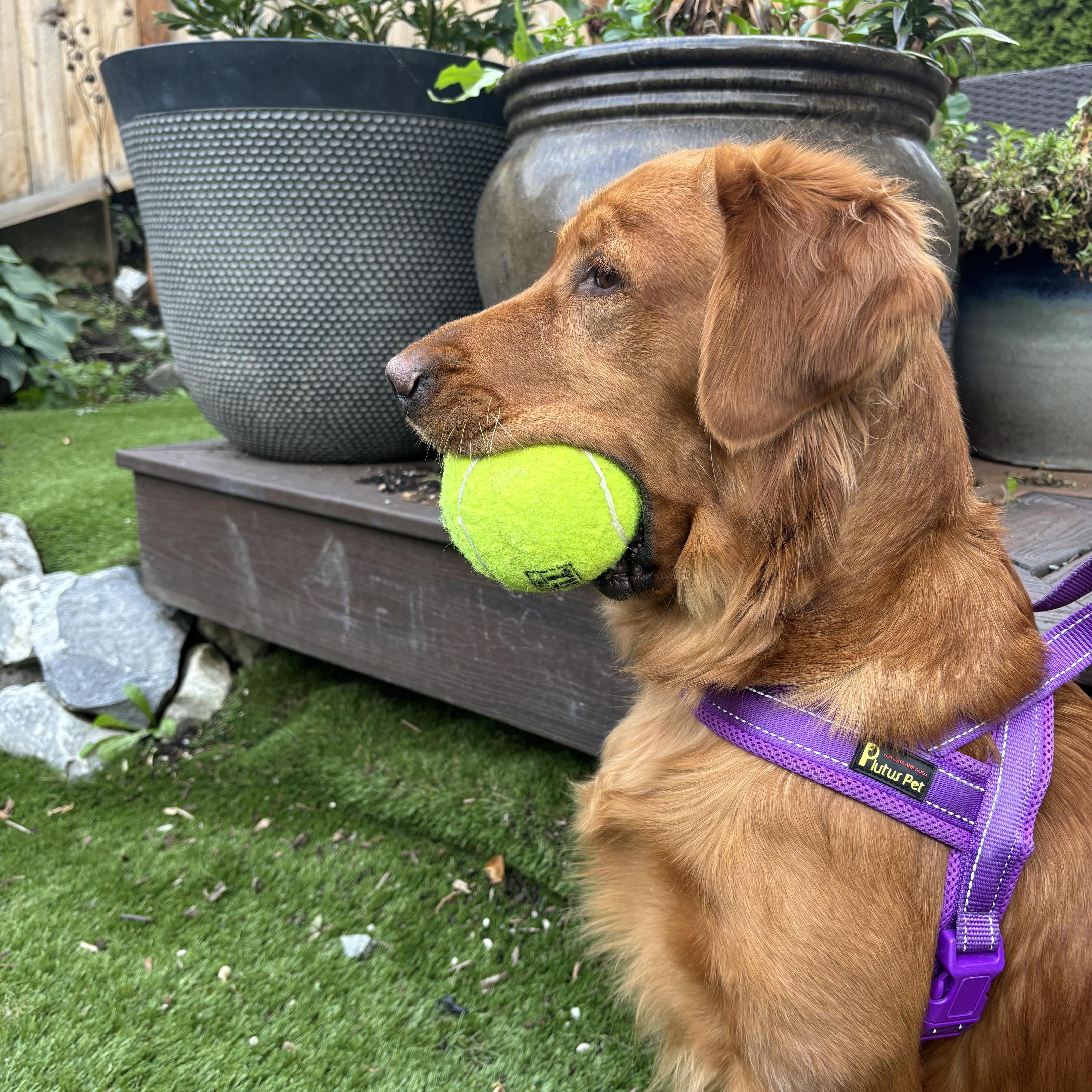 Izzy The Golden thumbnail 4