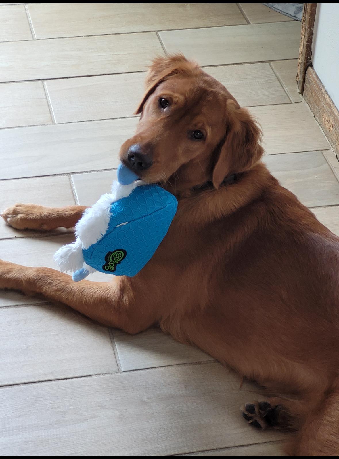 Izzy The Golden thumbnail 5