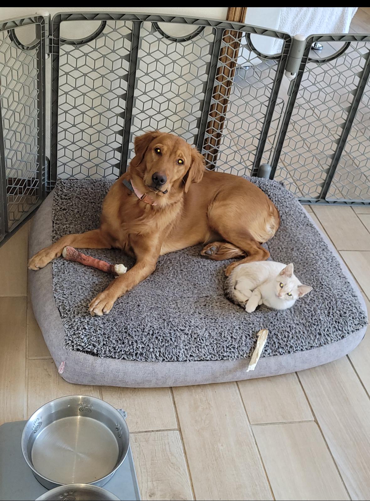 Izzy The Golden thumbnail 6