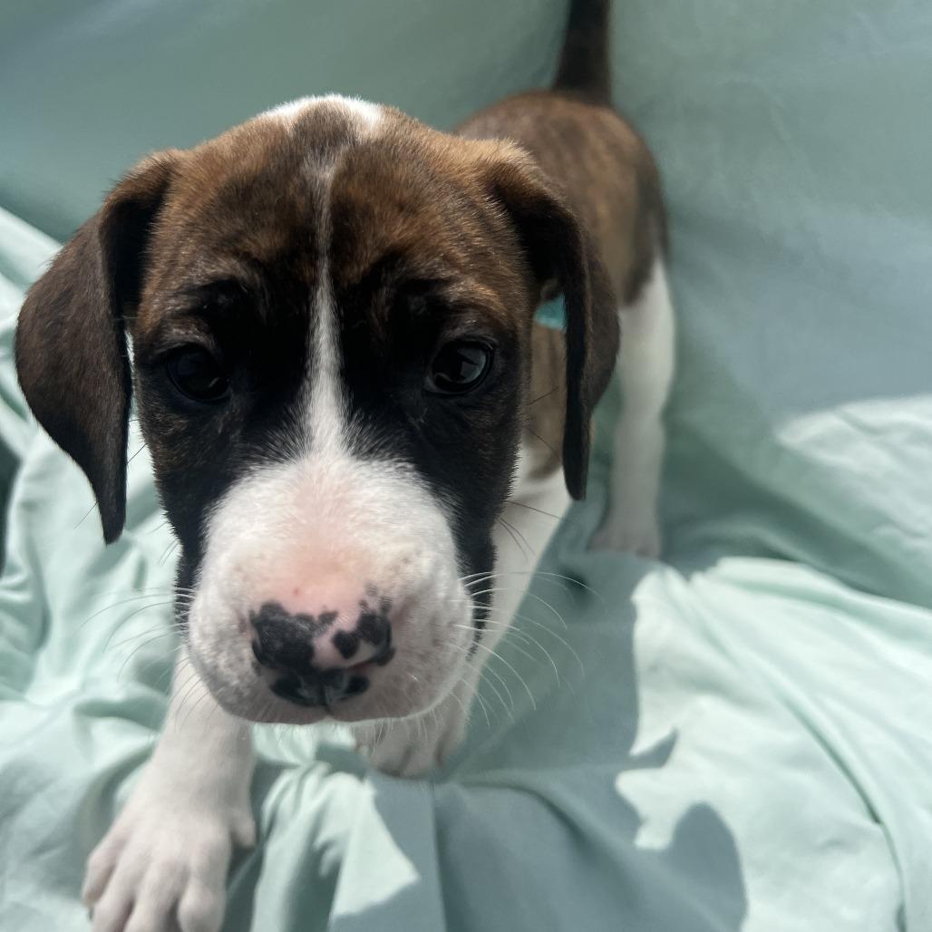 Lucy, a Adoptable Mixed Breed in Canal Winchester, OH image 1/3