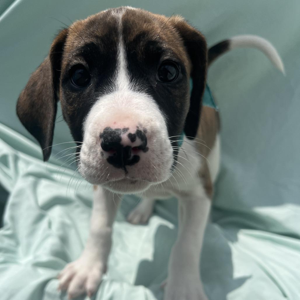 Lucy, a Adoptable Mixed Breed in Canal Winchester, OH image 2/3