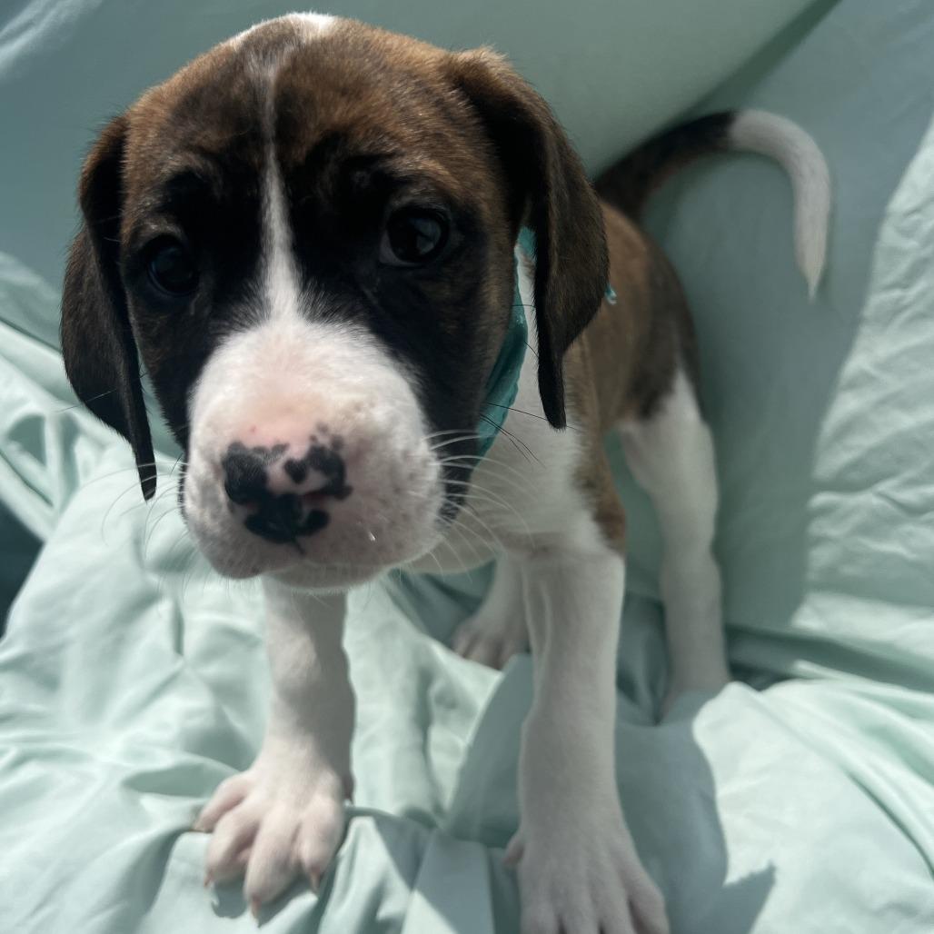 Lucy, a Adoptable Mixed Breed in Canal Winchester, OH image 3/3