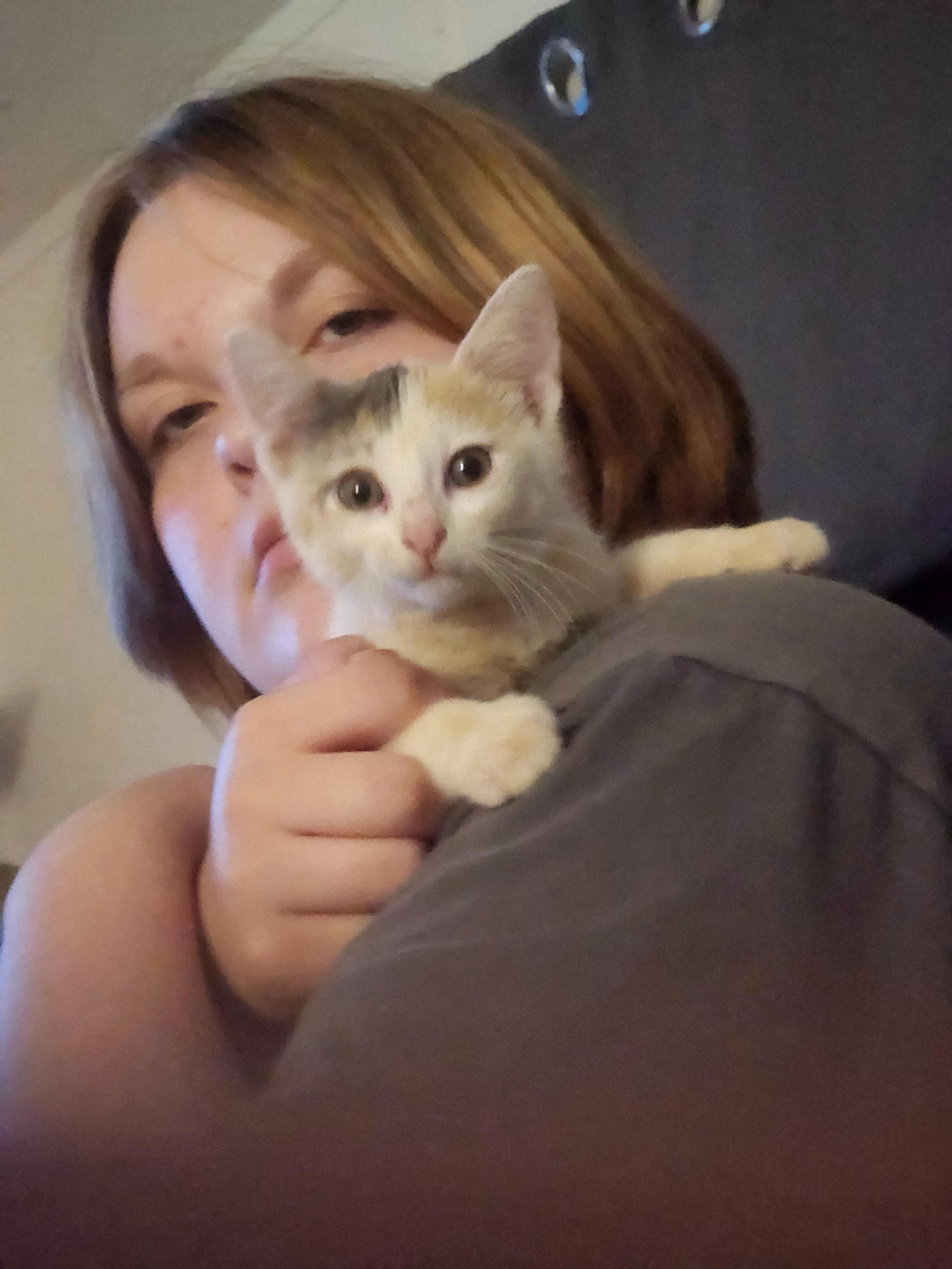 Kippy, an adopted Domestic Short Hair in Mount Pleasant, TX image 2/4