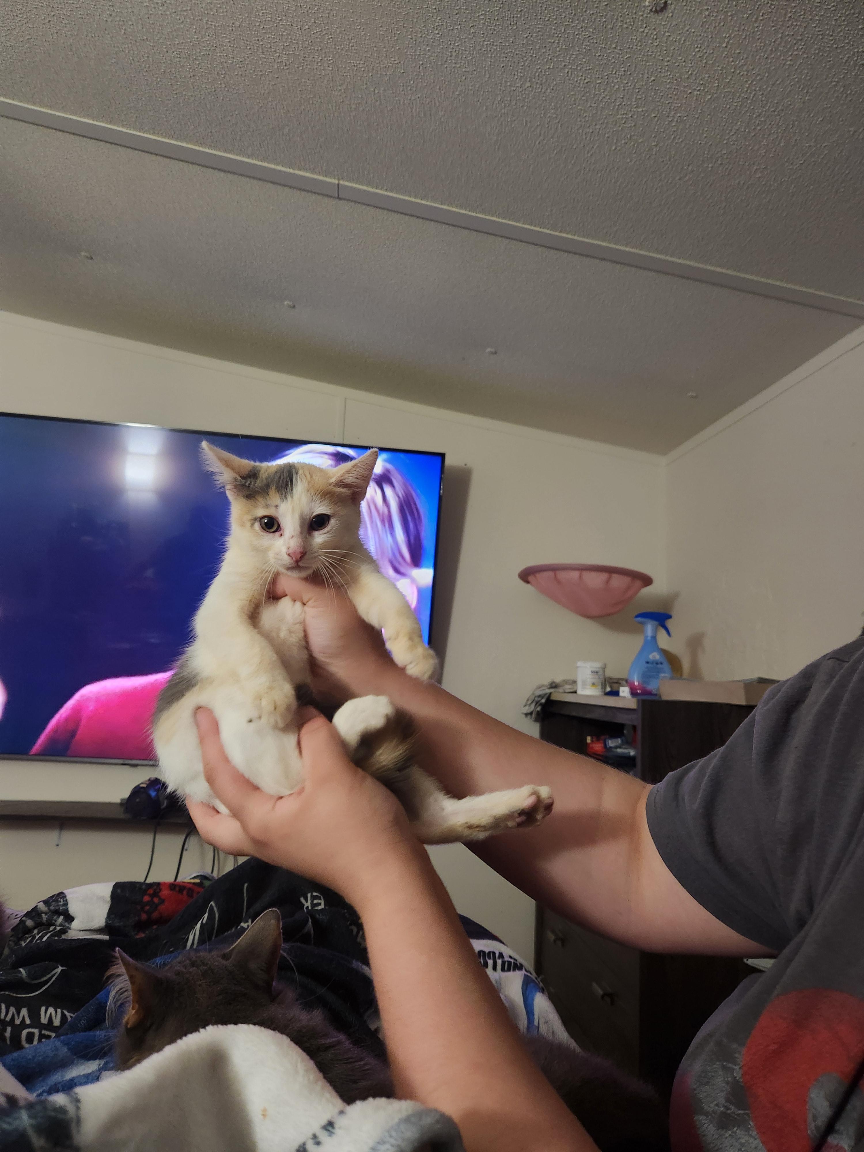Kippy, an adopted Domestic Short Hair in Mount Pleasant, TX image 4/4