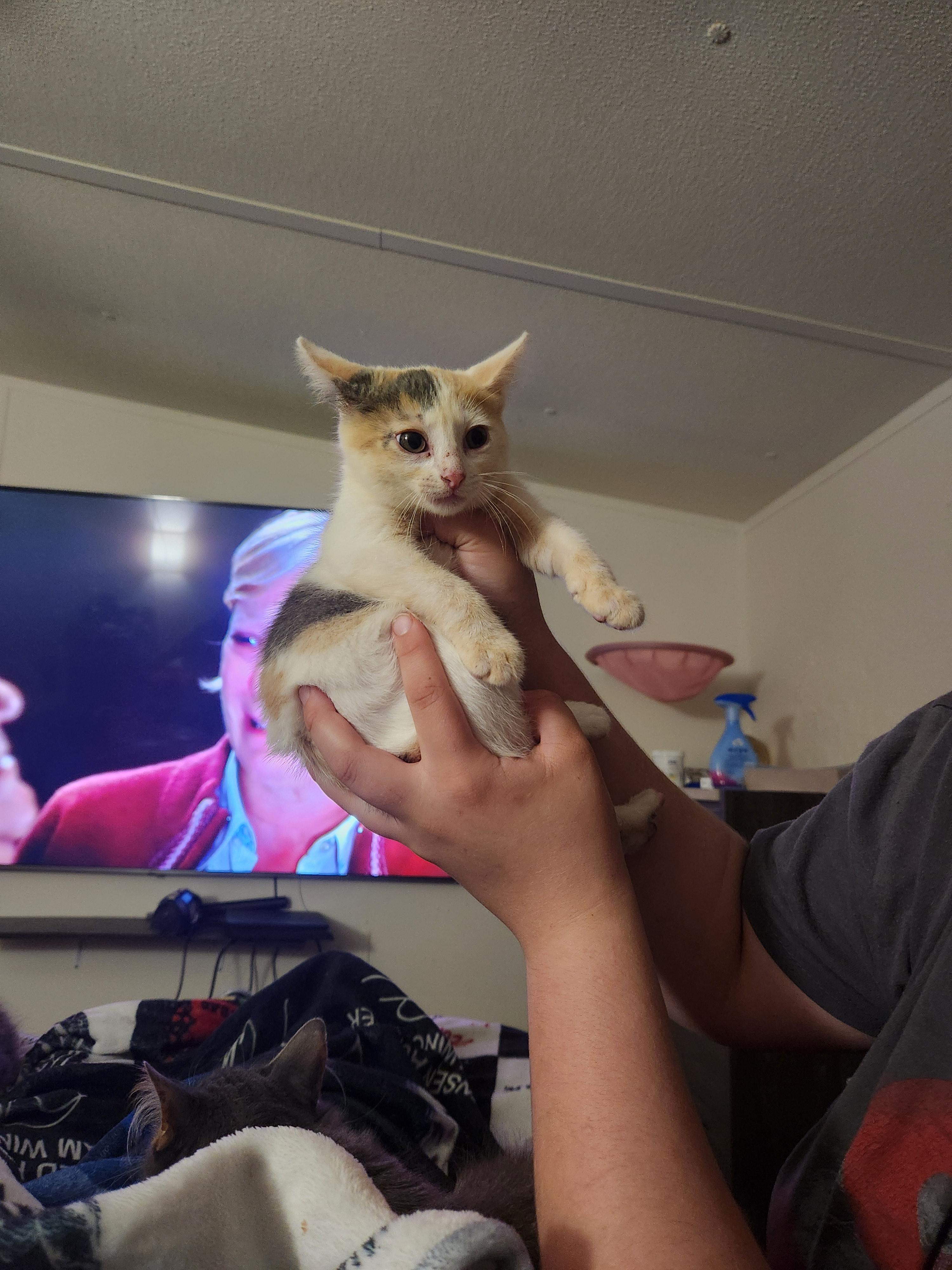Kippy, an adopted Domestic Short Hair in Mount Pleasant, TX image 1/4