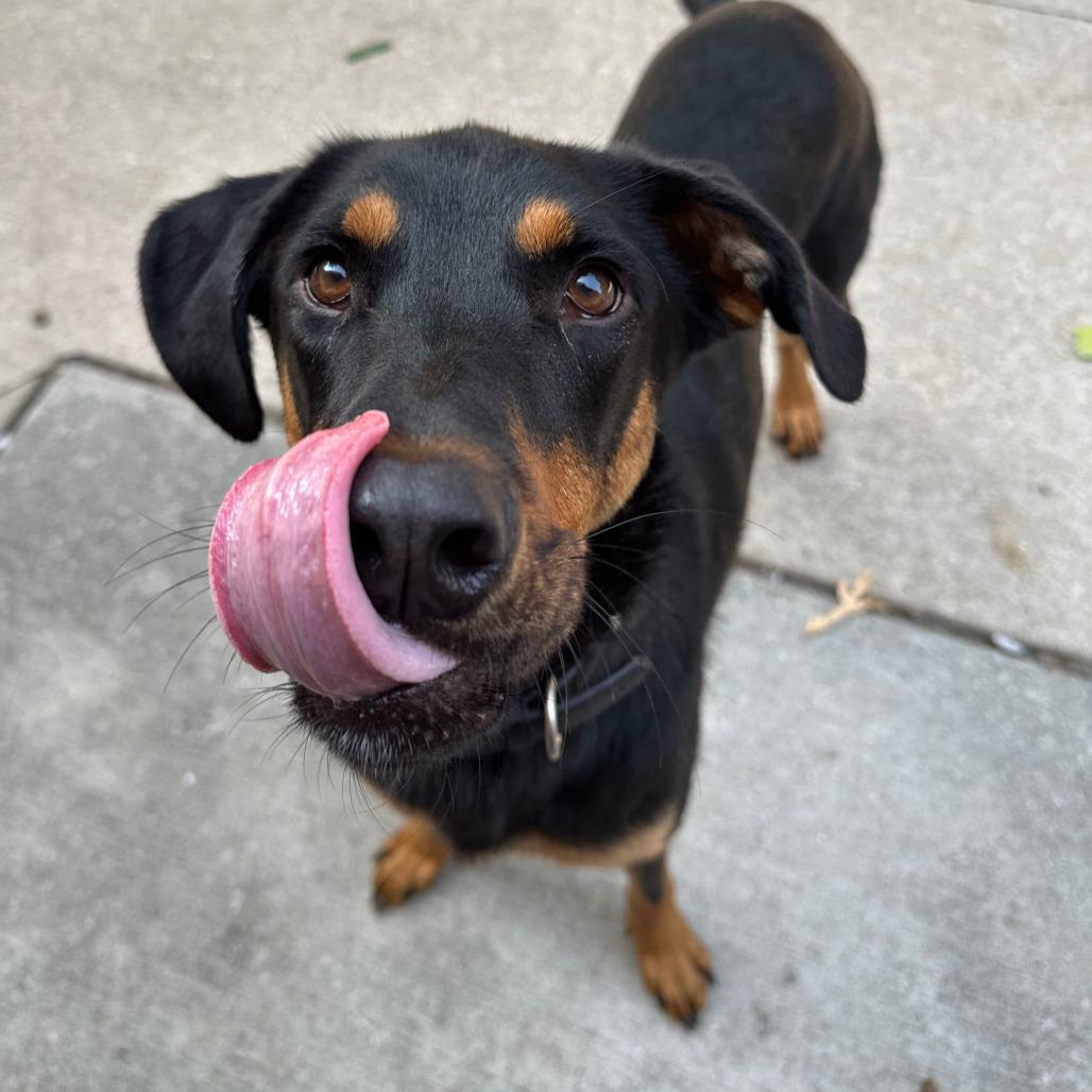 Jordan, a Adoptable mixed breed in Grand Rapids, MI image 2/6