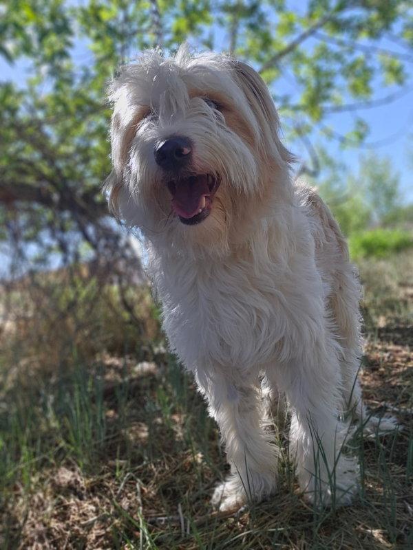 Shaggy, a Adoptable Sheep Dog in Monte Vista, CO image 1/3