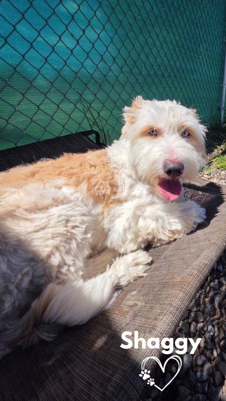 Shaggy, a Adoptable Sheep Dog in Monte Vista, CO image 2/3