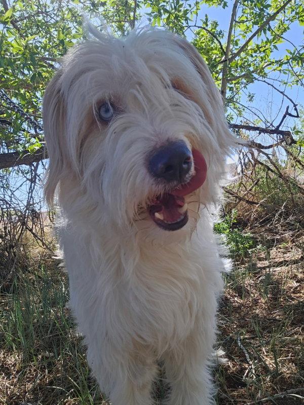 Shaggy, a Adoptable Sheep Dog in Monte Vista, CO image 3/3