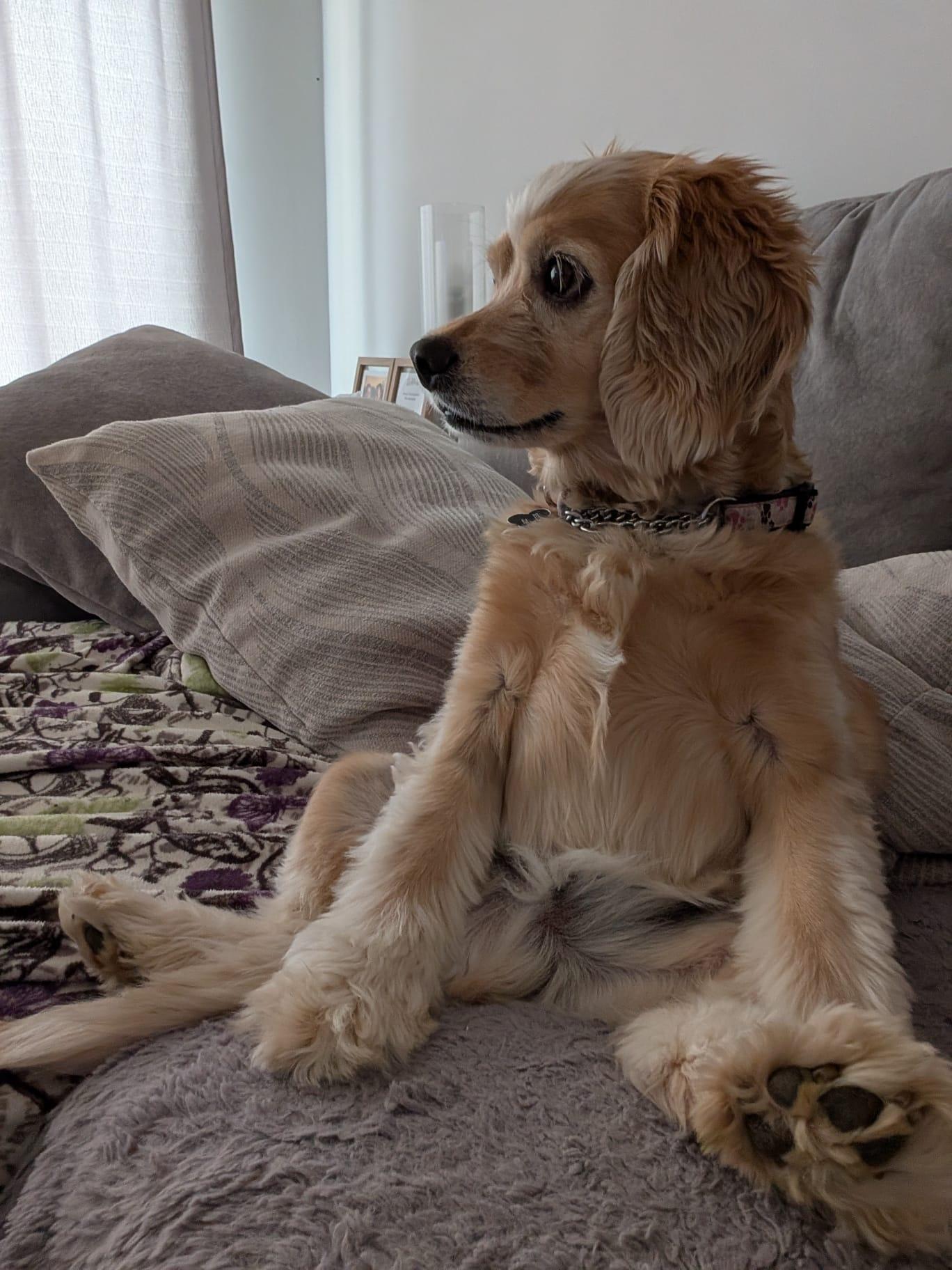 Enlarge Leo, an adopted mixed breed in Toronto, ON image 2/4