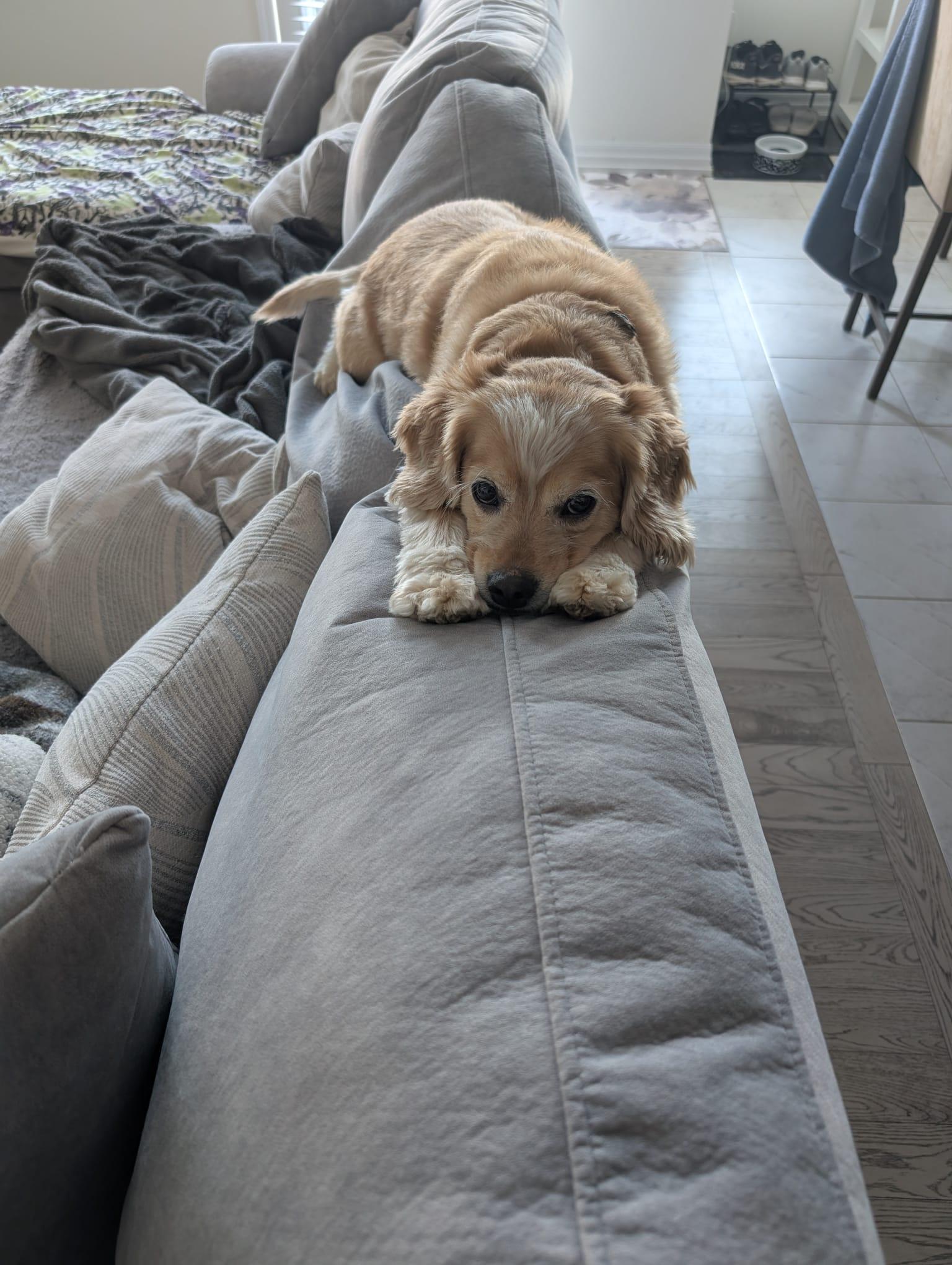 Enlarge Leo, an adopted mixed breed in Toronto, ON image 4/4