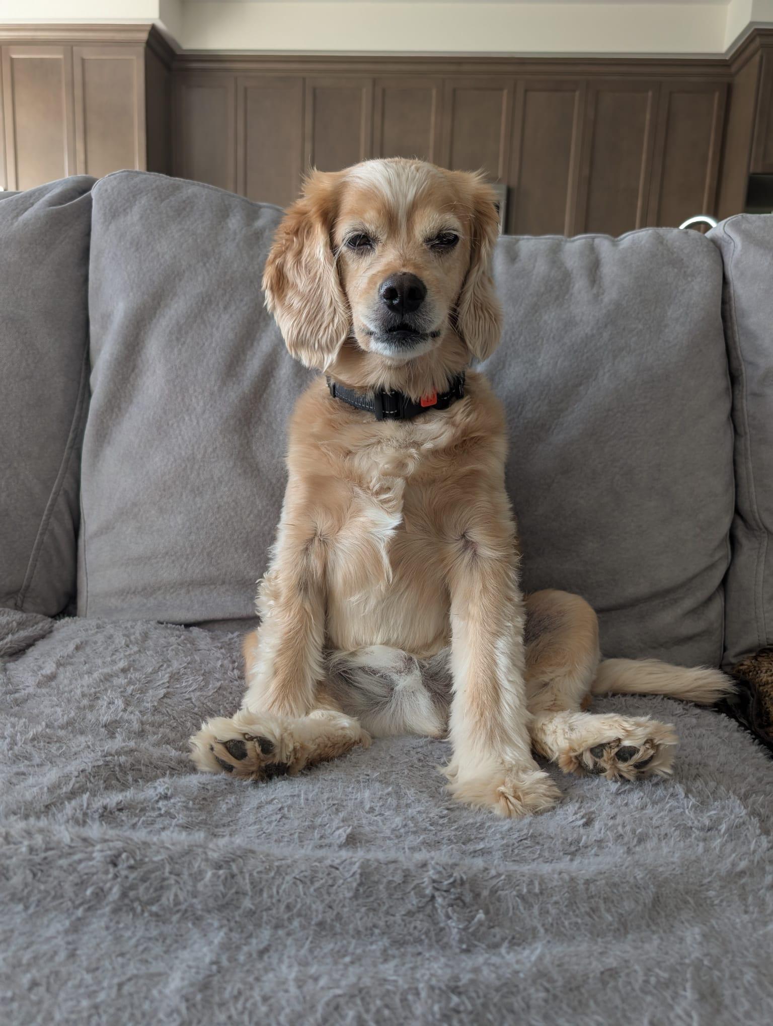 Leo, adopted, Adult Male Cocker Spaniel & Miniature Poodle.