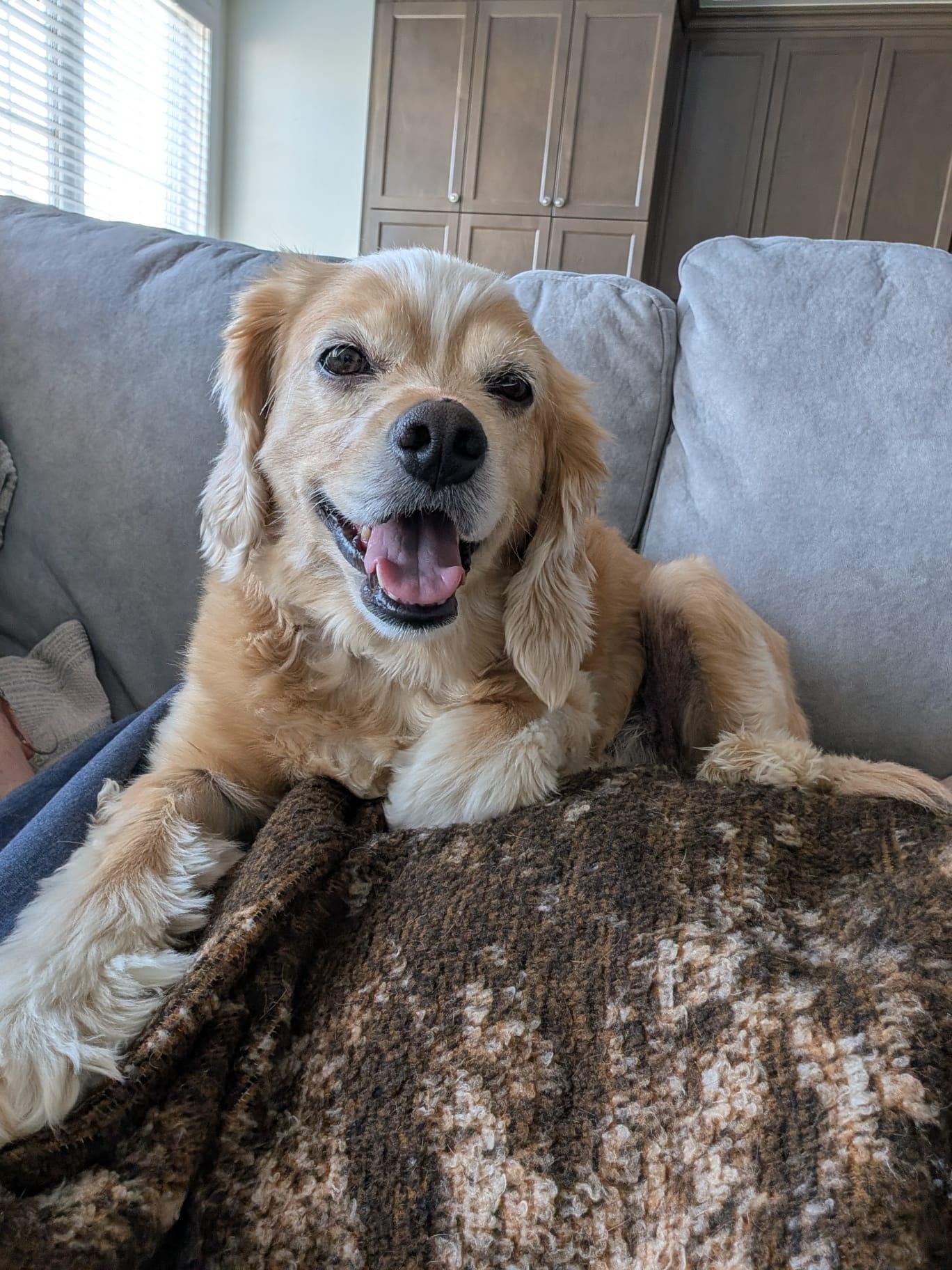 Enlarge Leo, an adopted mixed breed in Toronto, ON image 3/4