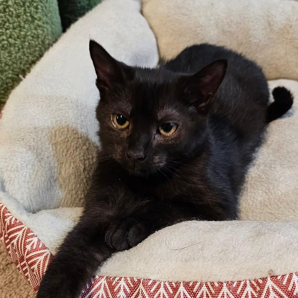 Enlarge Eggplant, a Adoptable Domestic Short Hair in Winchester, VA image 1/5