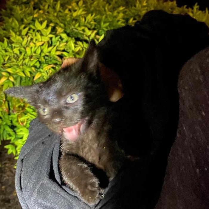 Eggplant, Adoptable, Kitten Male Domestic Short Hair.