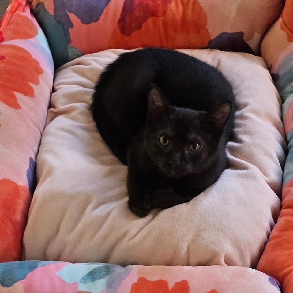 Enlarge Eggplant, a Adoptable Domestic Short Hair in Winchester, VA image 5/5