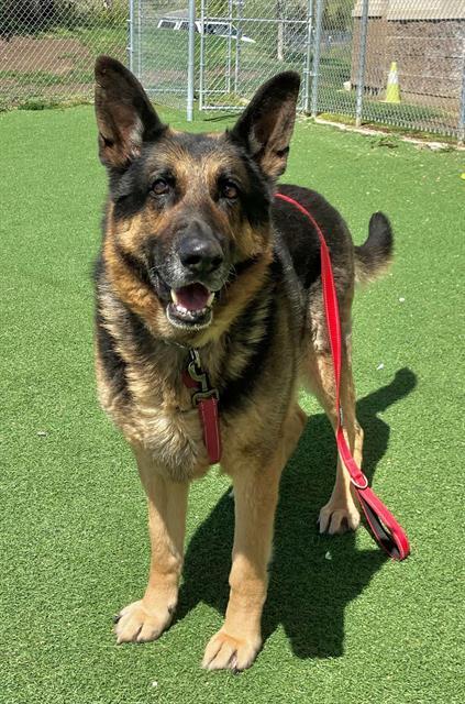 Enlarge CHASE, a Adoptable German Shepherd Dog in Fruit Heights, UT image 1/1
