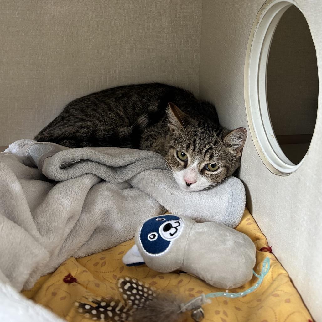 Robbie, Adoptable, Young Male Domestic Short Hair.
