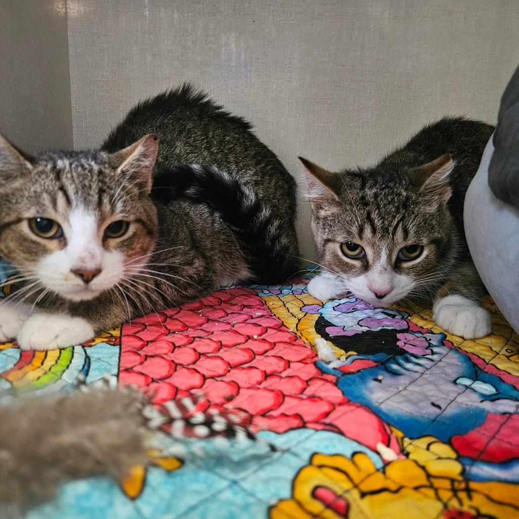 Enlarge Robbie, a Adoptable Domestic Short Hair in Conway, NH image 2/3
