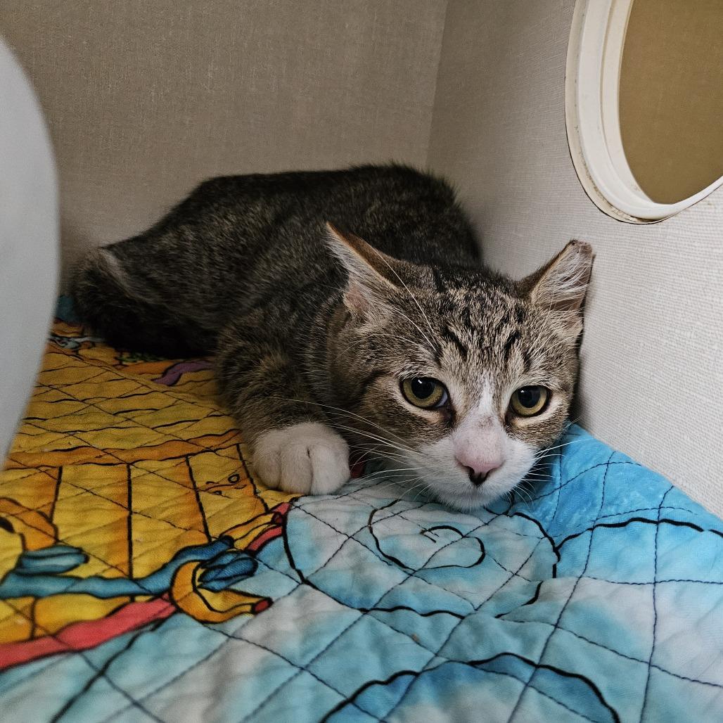 Enlarge Robbie, a Adoptable Domestic Short Hair in Conway, NH image 3/3