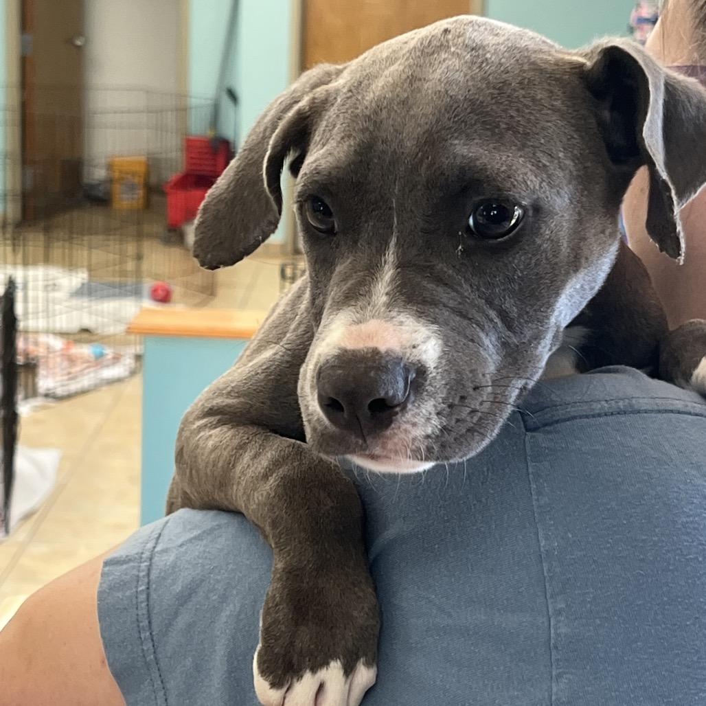 Enlarge Annabelle, a Adoptable mixed breed in Columbus, GA image 1/2