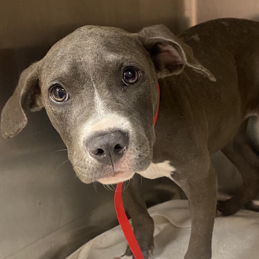 Enlarge Annabelle, a Adoptable mixed breed in Columbus, GA image 2/2