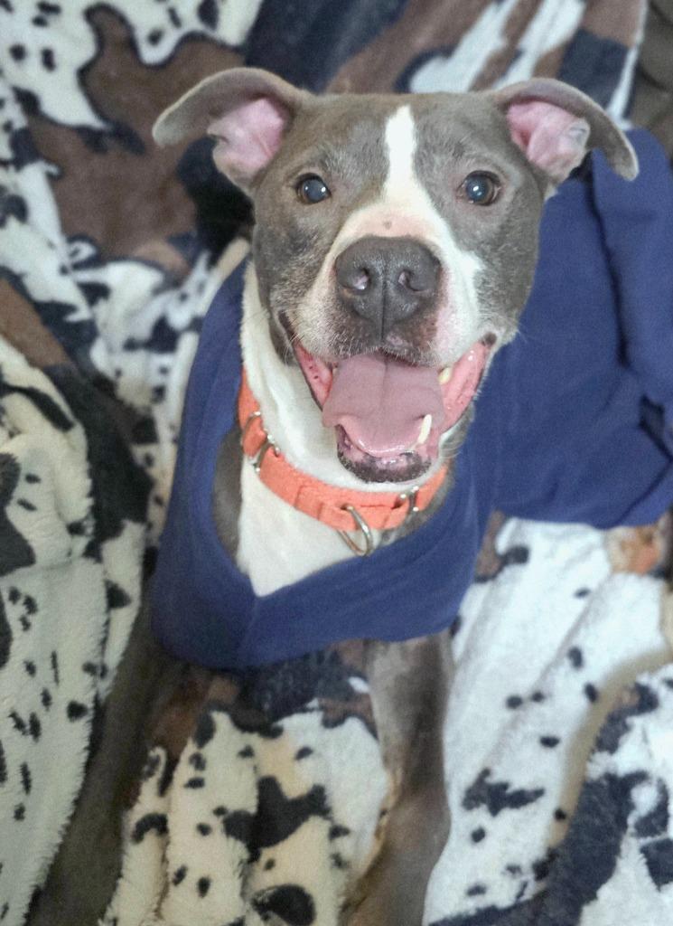 Enlarge Smoke, a Adoptable mixed breed in Hartsville, SC image 1/6