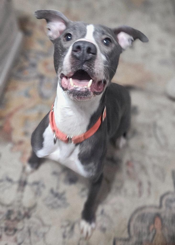 Enlarge Smoke, a Adoptable mixed breed in Hartsville, SC image 2/6