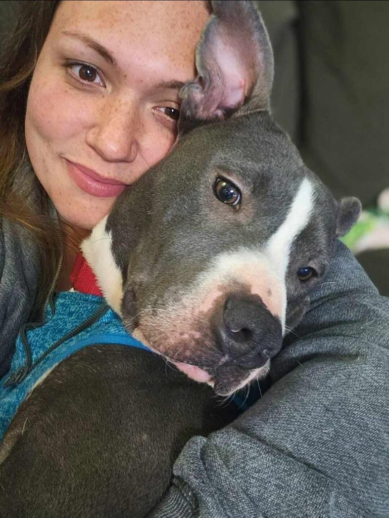 Smoke, Adoptable, Adult Male American Staffordshire Terrier.