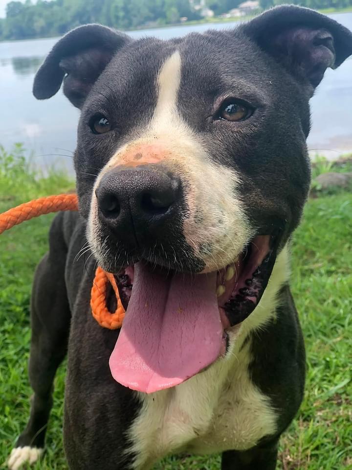 Smoke, Adoptable, Adult Male American Staffordshire Terrier.
