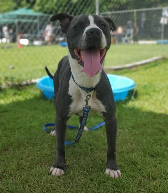 Smoke, a Adoptable mixed breed in Hartsville, SC image 2/6