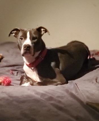 Smoke, a Adoptable mixed breed in Hartsville, SC image 3/6