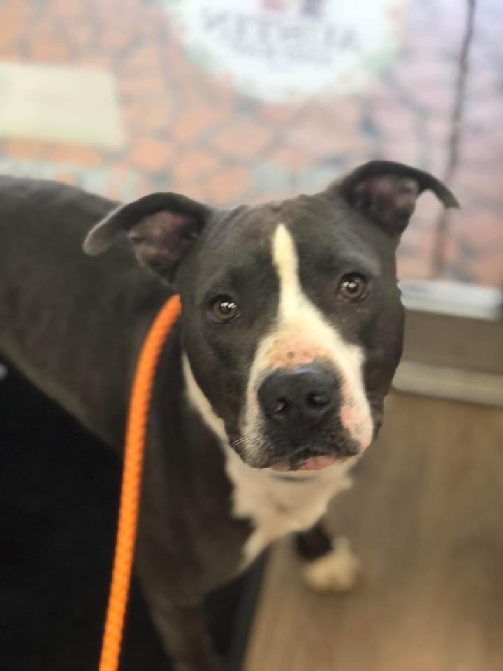 Smoke, a Adoptable mixed breed in Hartsville, SC image 4/6