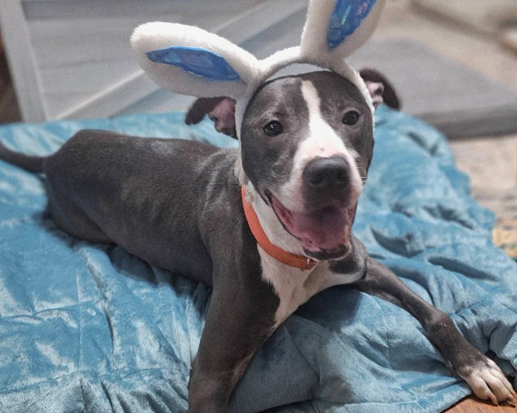 Enlarge Smoke, a Adoptable mixed breed in Hartsville, SC image 5/6