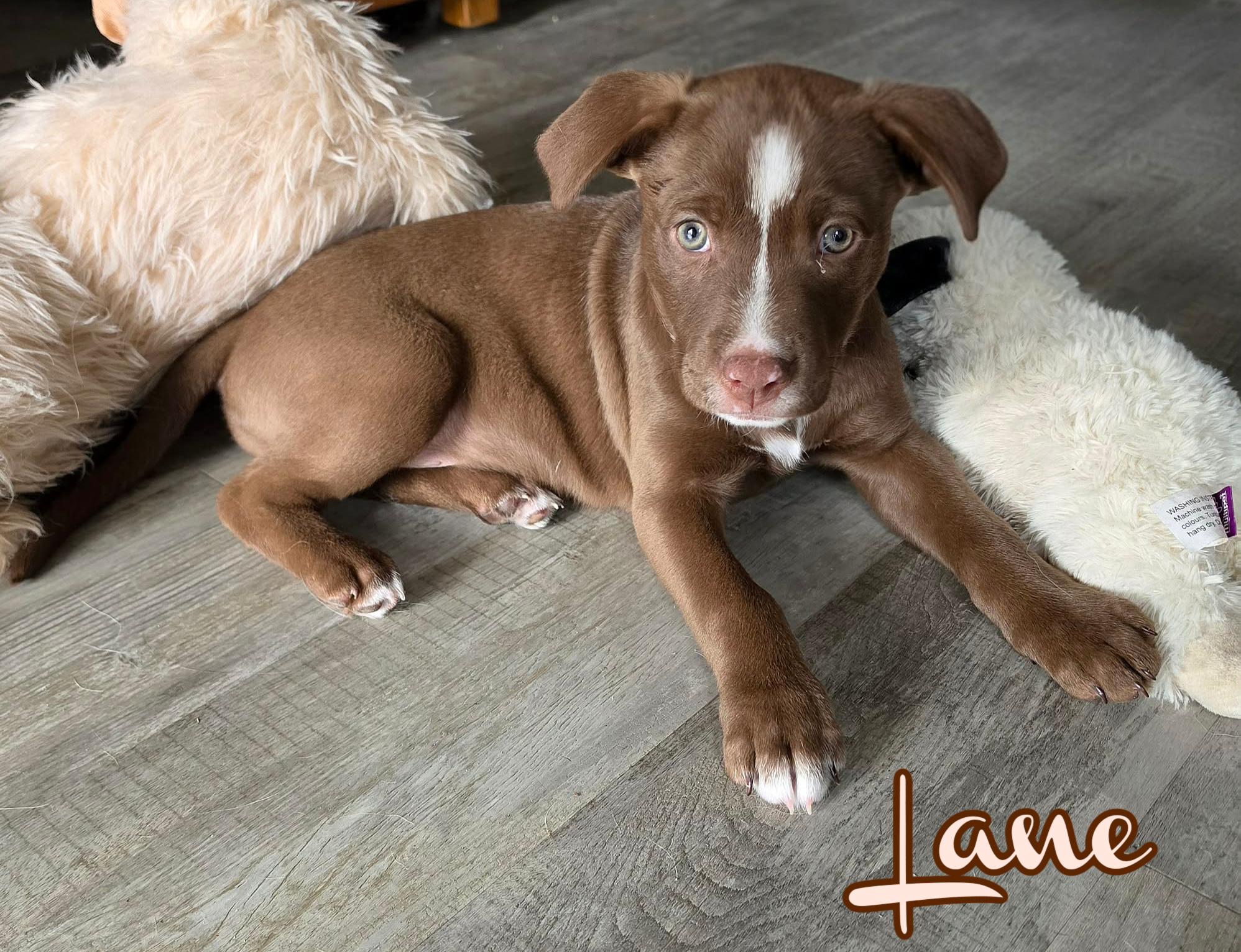 Enlarge Lane, an adopted mixed breed in Elburn, IL image 2/3