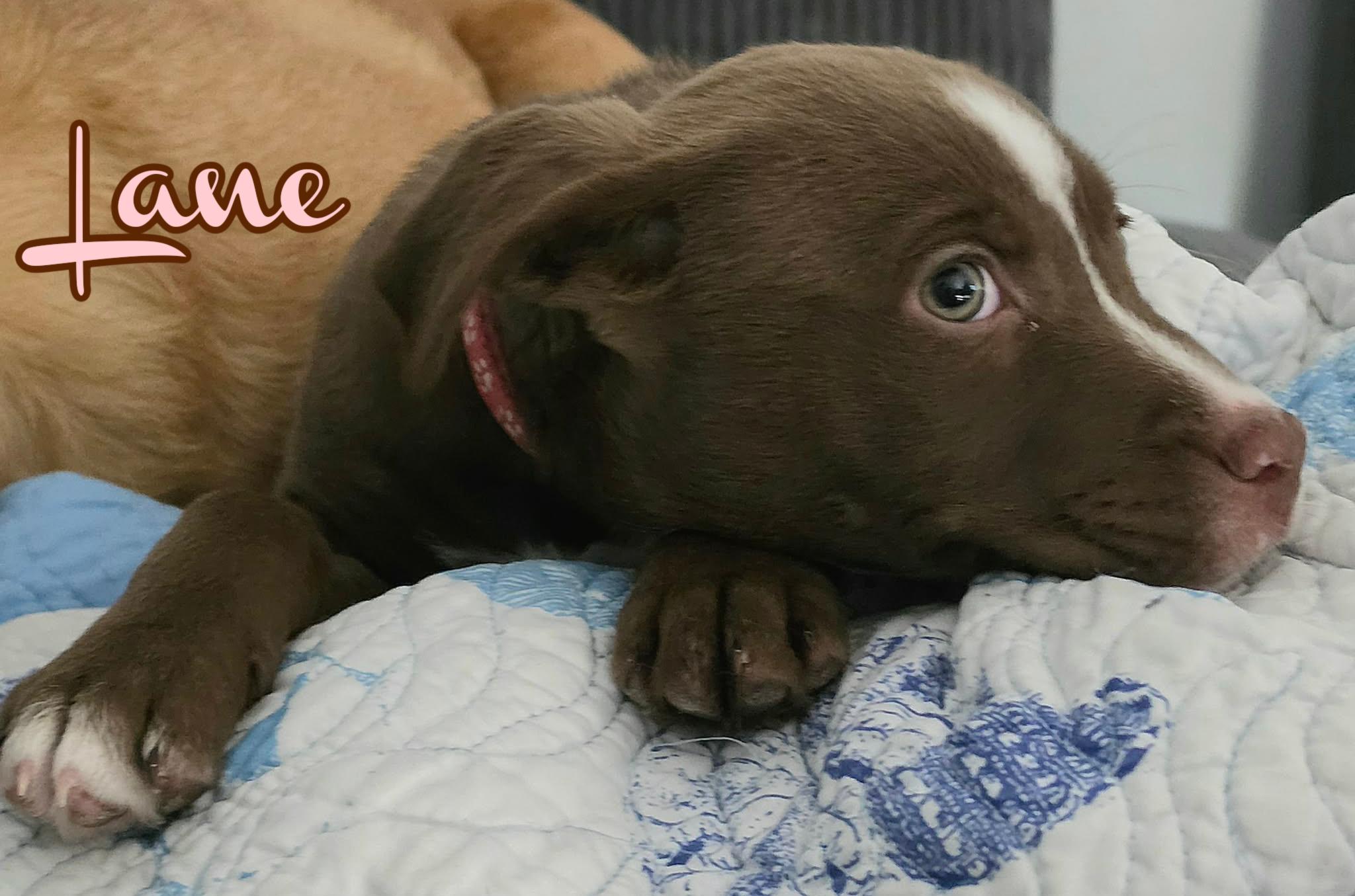 Enlarge Lane, an adopted mixed breed in Elburn, IL image 3/3