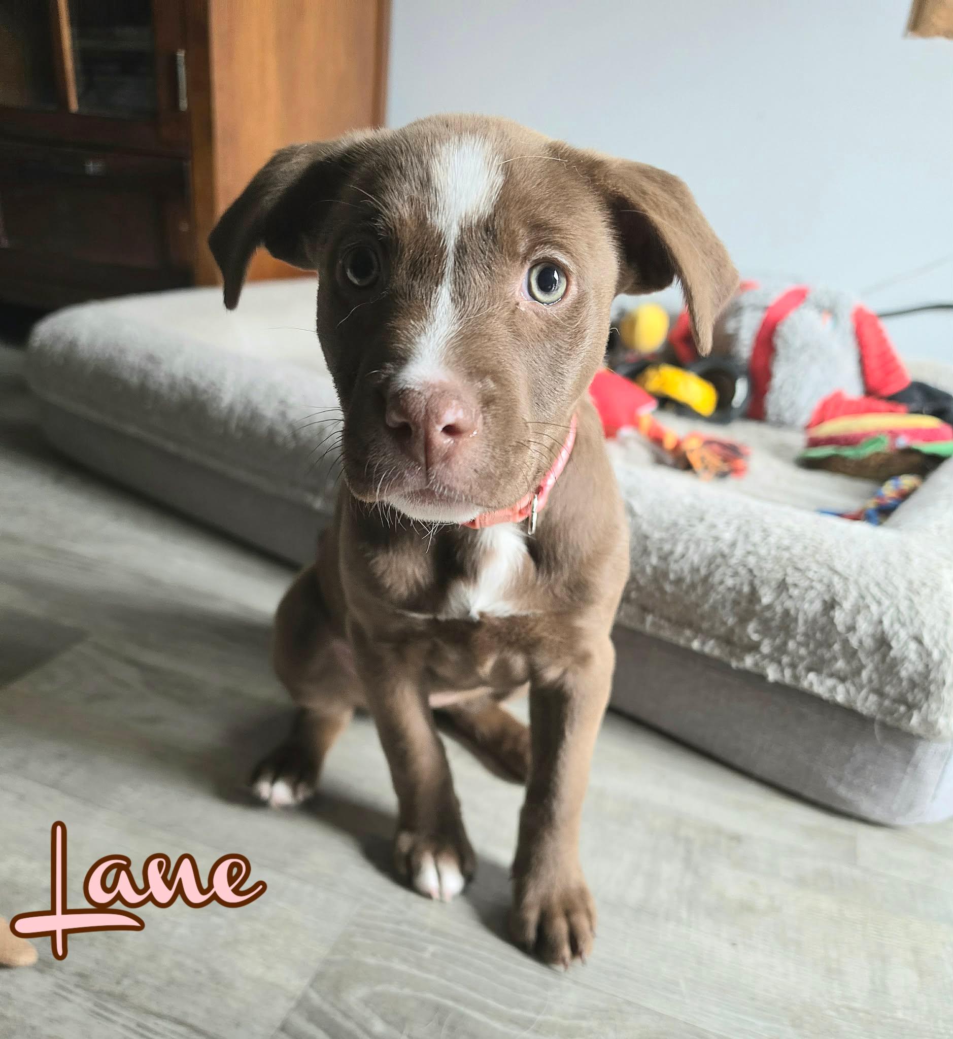Lane, adopted, Young Female Mixed Breed.