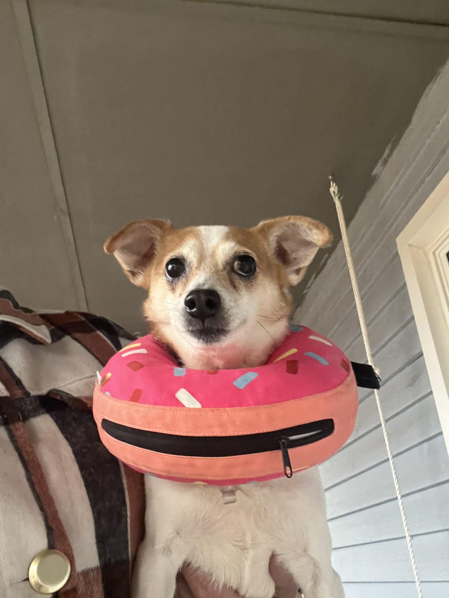 Enlarge Rylie, a ADOPTABLE Jack Russell Terrier in Winston Salem, NC image 2/3